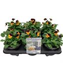 Bild von Viola P12 Klbl XXL Orange purple jump up